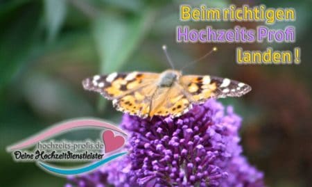 hochzeits profi suche Hochzeitdienstleister suchen, hochzeits profi suche